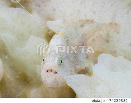 白い海綿に擬態するベニカエルアンコウ (メルギー諸島、ミャンマー) 白い海綿に擬態するベニカエルアンコウ (メルギー諸島、ミャンマー) 74226382
