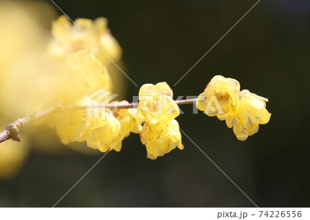 ロウバイの花 ロウバイの花 74226556