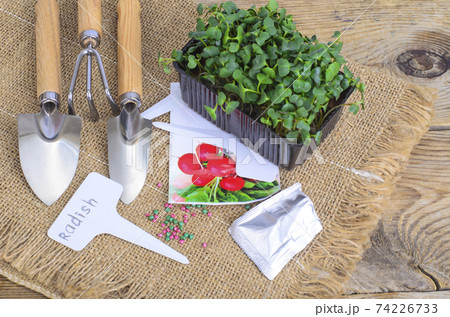 Planting microgreens. Pack with radish seeds. Garden tools for planting plants 74226733