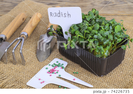 Planting microgreens. Pack with radish seeds. Garden tools for planting plants Planting microgreens. Pack with radish seeds. Garden tools for planting plants 74226735