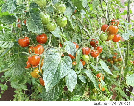 Red cherry tomatoes on bush with green leaves. Studio Photo 74226831