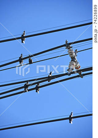 電線に取り付けられた鳥よけの写真素材