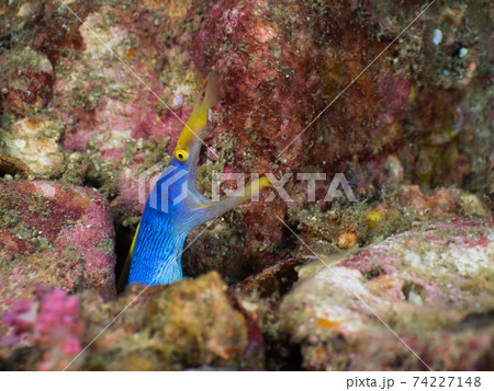 巣穴から顔を出す青いハナヒゲウツボ (メルギー諸島、ミャンマー) 巣穴から顔を出す青いハナヒゲウツボ (メルギー諸島、ミャンマー) 74227148