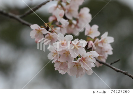 桜　玉縄桜　固有種 74227260