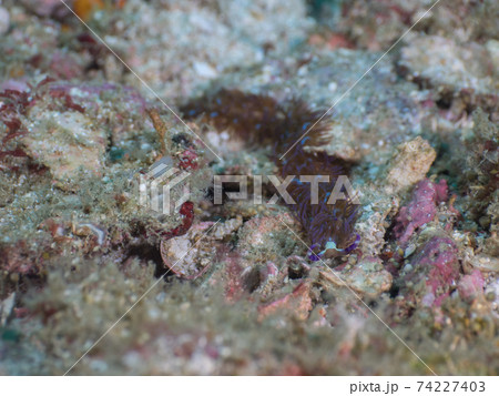 砂地を這うムカデミノウミウシ (メルギー諸島、ミャンマー) 74227403