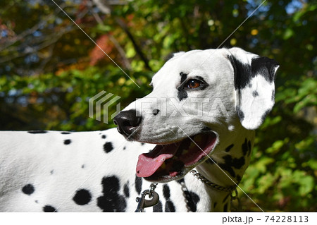 笑う犬の写真素材