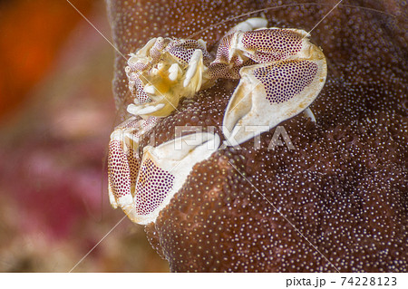 エンタクイソギンチャクに棲むコホシカニダマシ (メルギー諸島、ミャンマー) エンタクイソギンチャクに棲むコホシカニダマシ (メルギー諸島、ミャンマー) 74228123