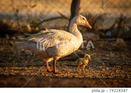 Mother goose and gosling walk around pen 74228387