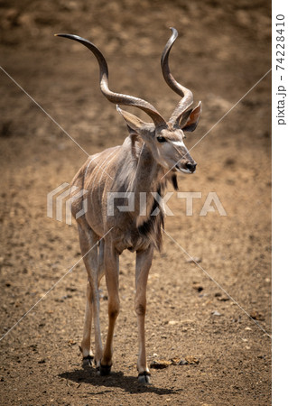 Male greater kudu walks across rocky ground Male greater kudu walks across rocky ground 74228410