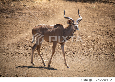 Male greater kudu walking down stony slope 74228412