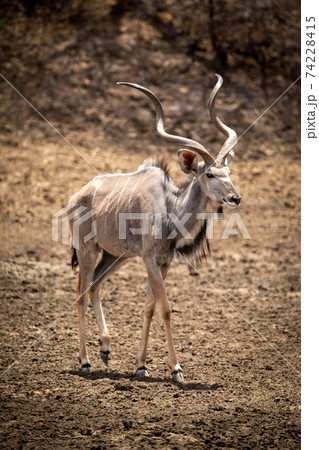Male greater kudu walking across rocky ground Male greater kudu walking across rocky ground 74228415