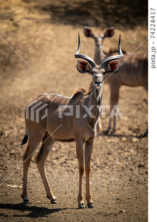 Male greater kudu stands with female behind Male greater kudu stands with female behind 74228417