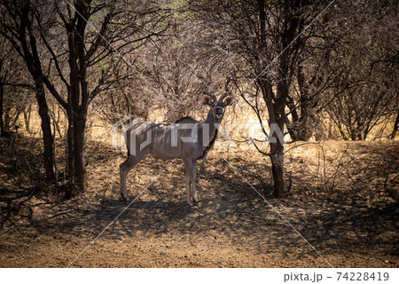Male greater kudu stands under shady trees 74228419