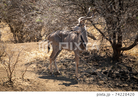 Male greater kudu stands under bare tree 74228420