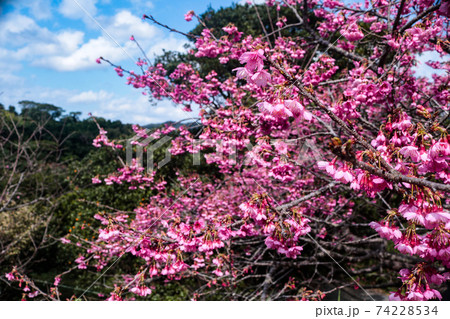 寒緋桜 寒緋桜 74228534