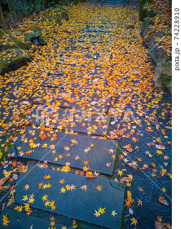 秋を感じる落ち葉 紅葉 飛び石の写真素材