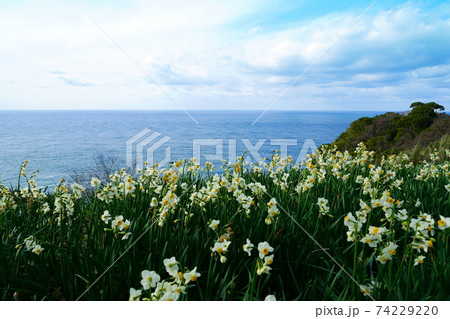 越前水仙 梨子ヶ平 越前海岸 越前水仙 梨子ヶ平 越前海岸 74229220