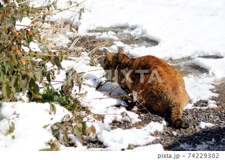 初めての雪に興味津々のサビ猫 74229302