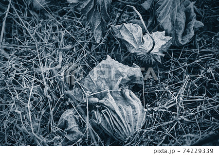 京都府城陽市の枯れた蓮畑を撮影 74229339