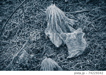 京都府城陽市の枯れた蓮畑を撮影 74229342