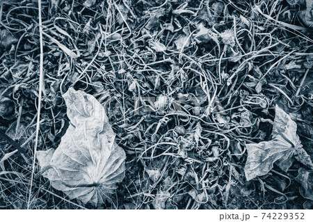 京都府城陽市の枯れた蓮畑を撮影 74229352