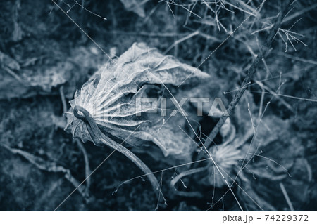 京都府城陽市の枯れた蓮畑を撮影 74229372