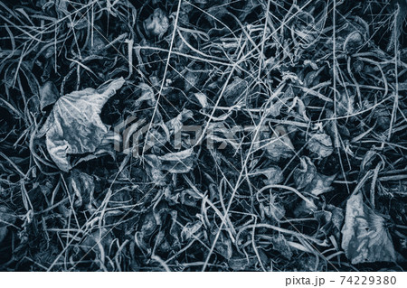 京都府城陽市の枯れた蓮畑を撮影 京都府城陽市の枯れた蓮畑を撮影 74229380