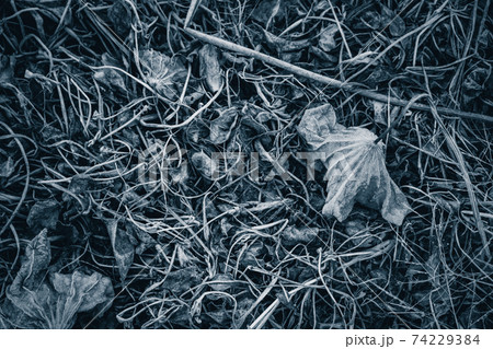 京都府城陽市の枯れた蓮畑を撮影 74229384