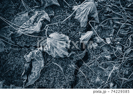 京都府城陽市の枯れた蓮畑を撮影 74229385