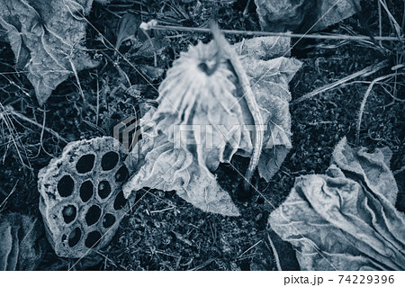 京都府城陽市の枯れた蓮畑を撮影 74229396