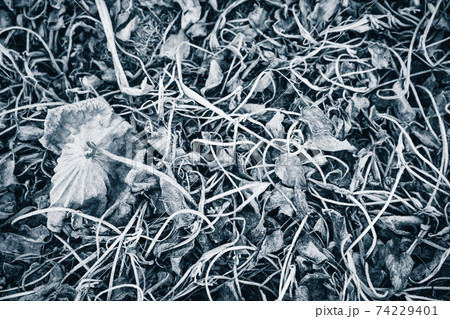 京都府城陽市の枯れた蓮畑を撮影 74229401