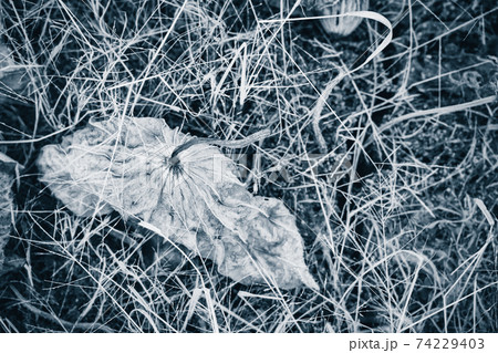 京都府城陽市の枯れた蓮畑を撮影 74229403