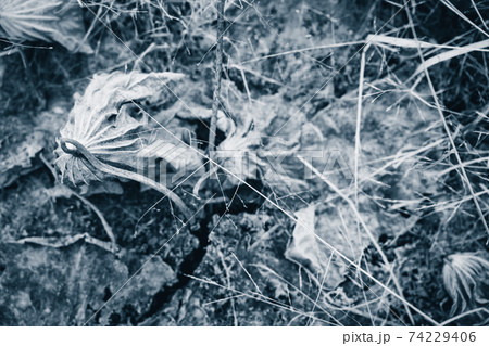 京都府城陽市の枯れた蓮畑を撮影 京都府城陽市の枯れた蓮畑を撮影 74229406