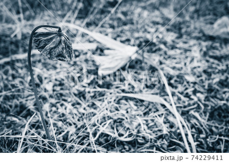 京都府城陽市の枯れた蓮畑を撮影 京都府城陽市の枯れた蓮畑を撮影 74229411