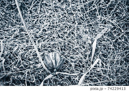 京都府城陽市の枯れた蓮畑を撮影 74229413