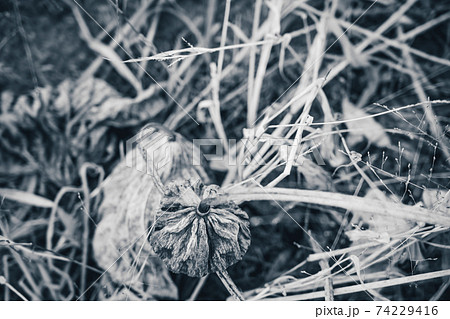 京都府城陽市の枯れた蓮畑を撮影 74229416
