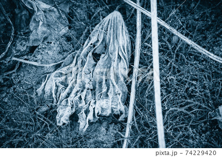 京都府城陽市の枯れた蓮畑を撮影 74229420