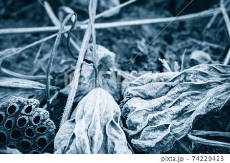 京都府城陽市の枯れた蓮畑を撮影 京都府城陽市の枯れた蓮畑を撮影 74229423