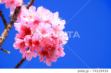 桜と青空 74229439
