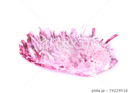 Beautiful seashell isolated on a white background Beautiful seashell isolated on a white background 74229516