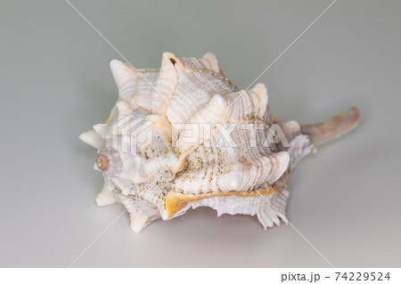 Beautiful seashell isolated on a white background 74229524