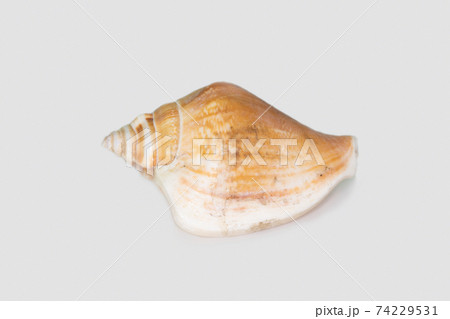 Beautiful seashell isolated on a white background Beautiful seashell isolated on a white background 74229531