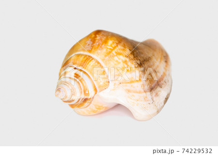 Beautiful seashell isolated on a white background Beautiful seashell isolated on a white background 74229532