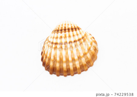 Beautiful seashell isolated on a white background 74229538