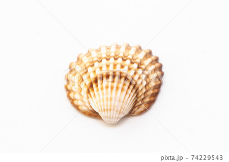 Beautiful seashell isolated on a white background 74229543