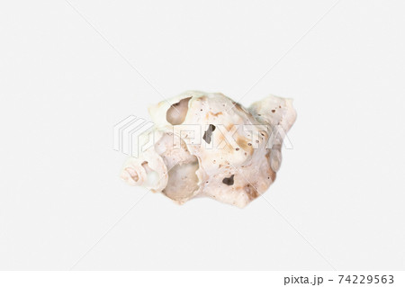 Beautiful seashell isolated on a white background Beautiful seashell isolated on a white background 74229563