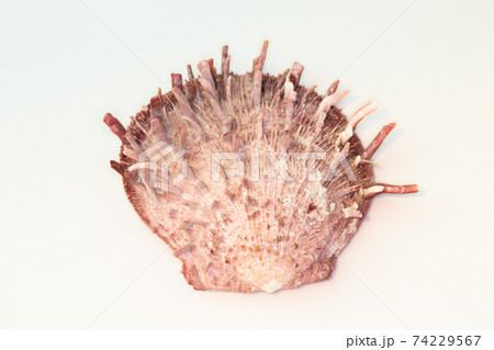 Beautiful seashell isolated on a white background Beautiful seashell isolated on a white background 74229567