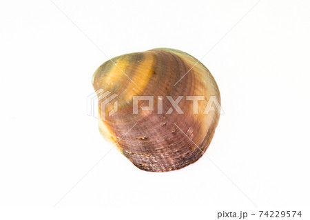 Beautiful seashell isolated on a white background 74229574