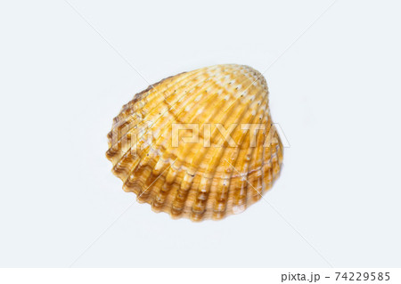 Beautiful seashell isolated on a white background 74229585