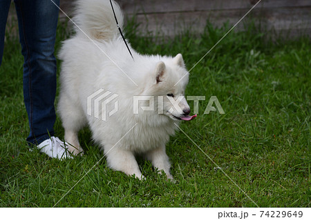 Samoyed dog (Samoyed, Samoyed husky, Samoyed Spitz, sammi) 74229649